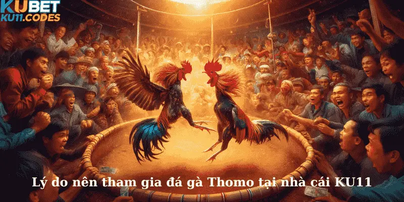 Lý do nên tham gia đá gà Thomo tại nhà cái KU11